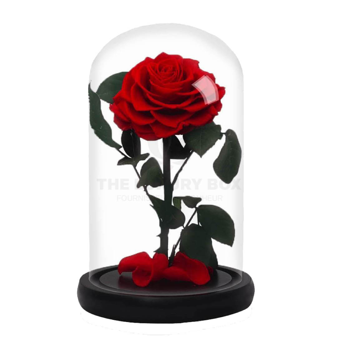 Rose sous cloche